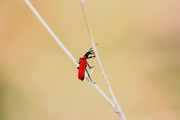 Pyrochroa coccinea?